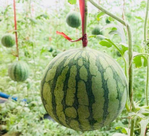 运城今日吃瓜事件真相是真的吗,事实与谣言的较量